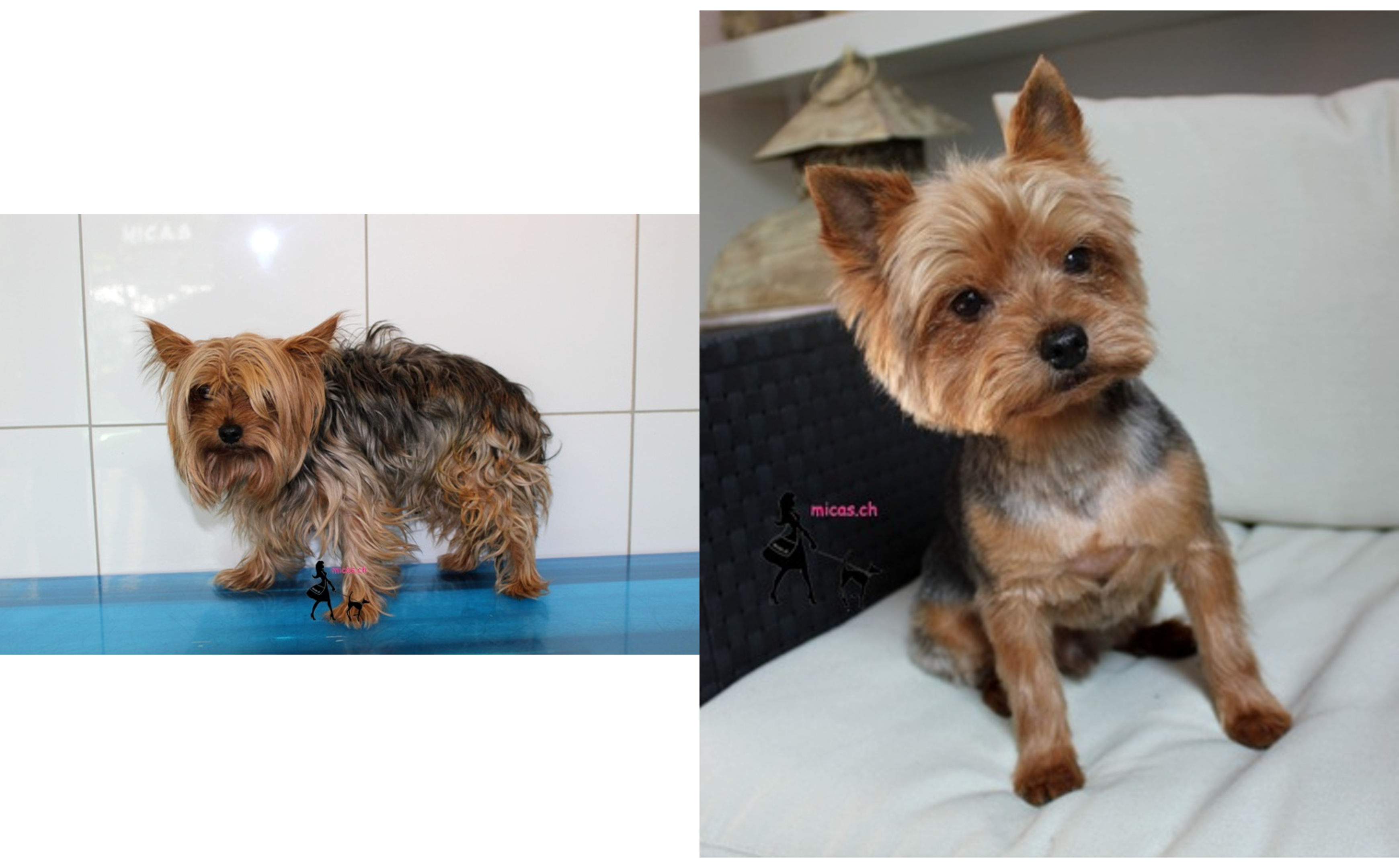 02Yorkshire_Terrier_Xero.png