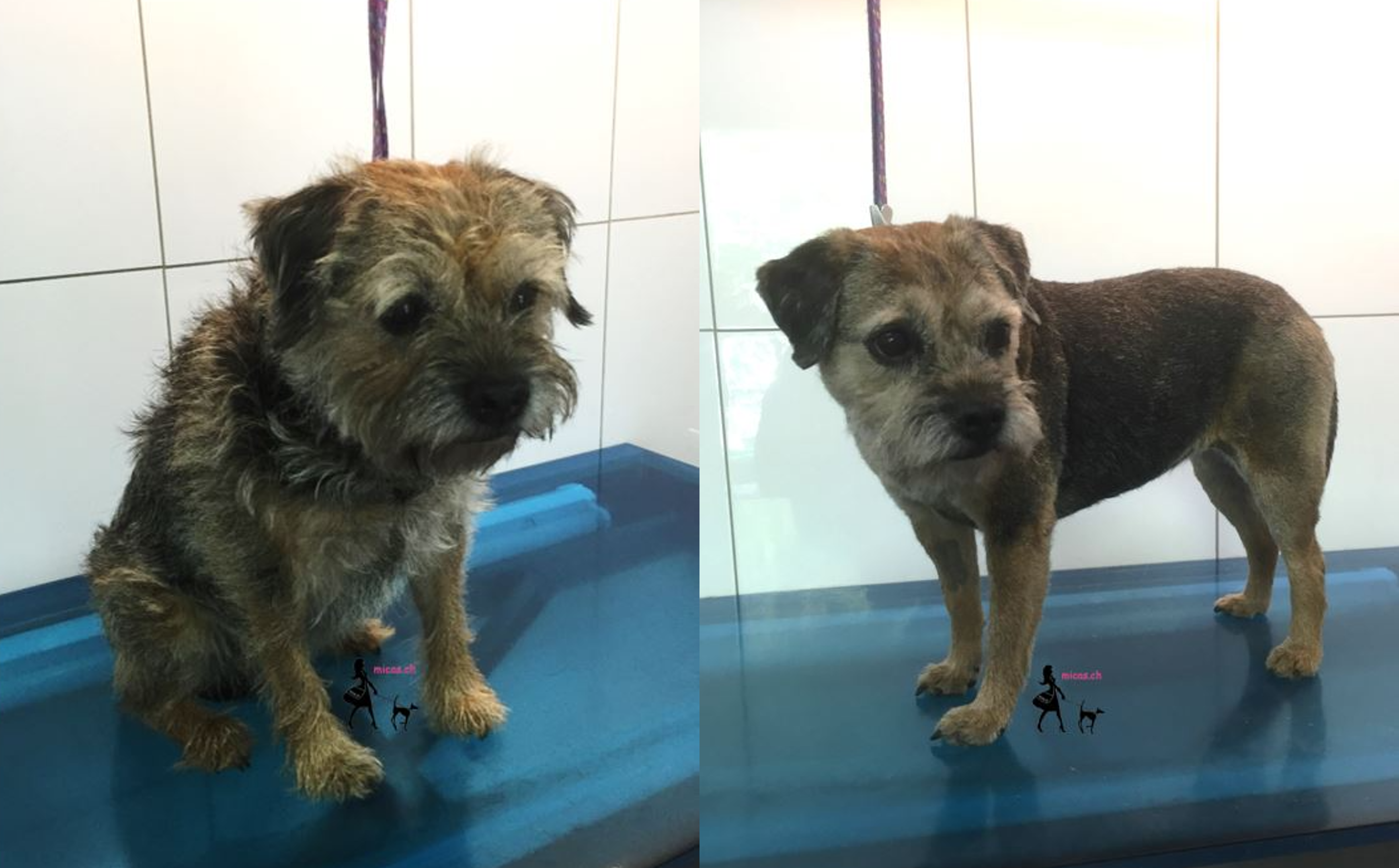 05Border_Terrier_Tara.png