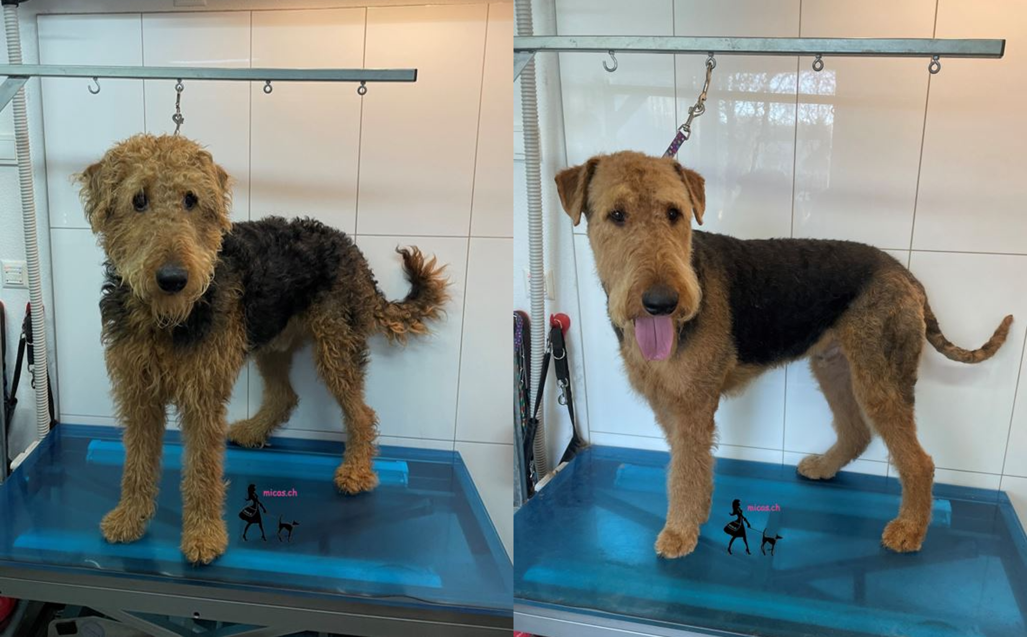 06Airedale_Terrier_Vito.png