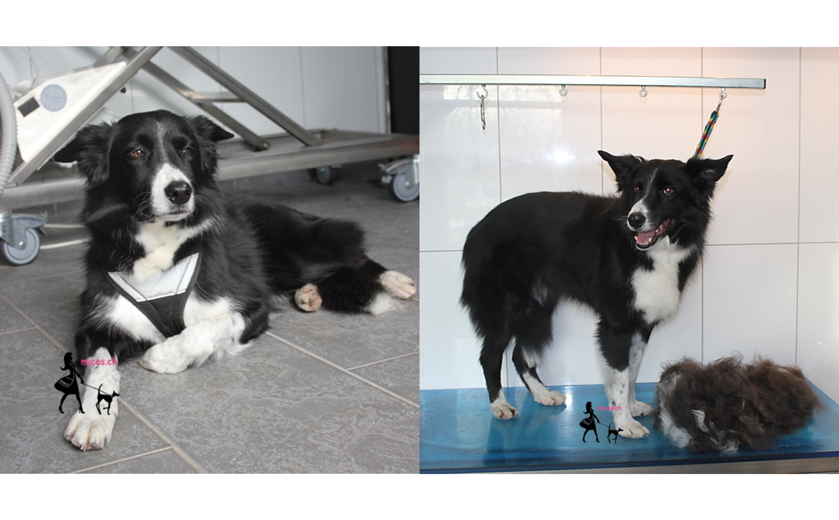 11Border_Collie_Ben.png