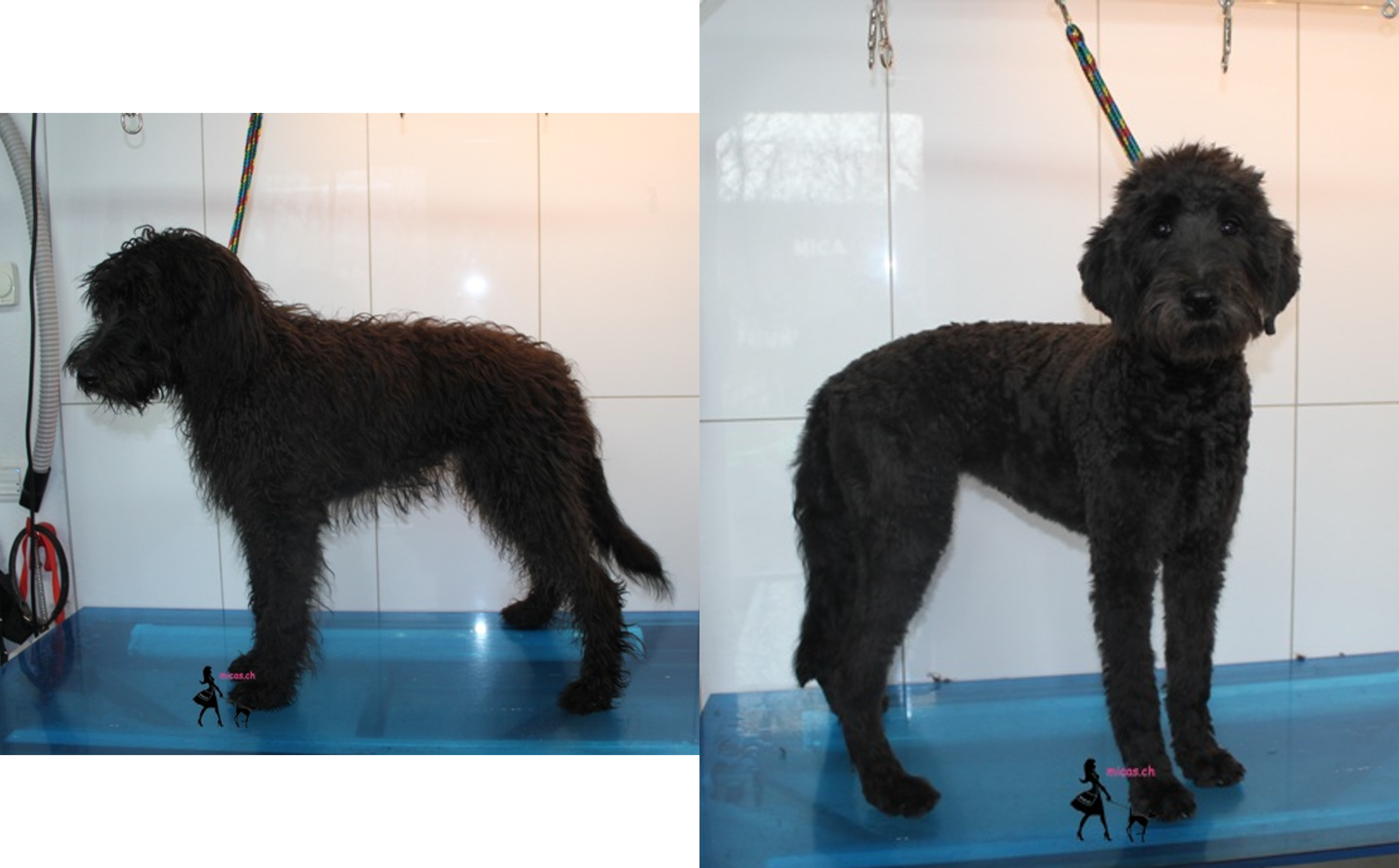 13Labradoodle_Cony.png