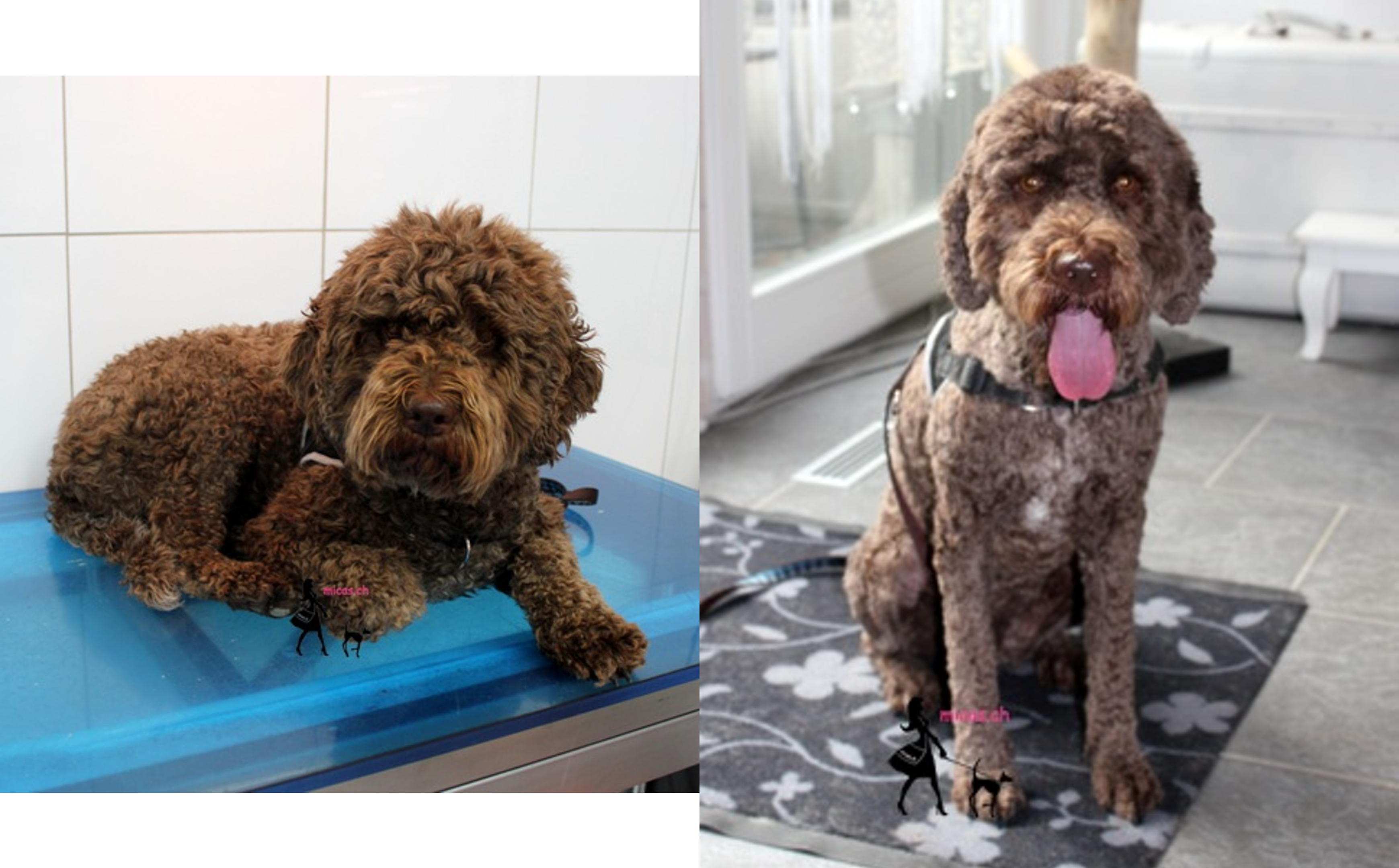 14Lagotto_Yara.png